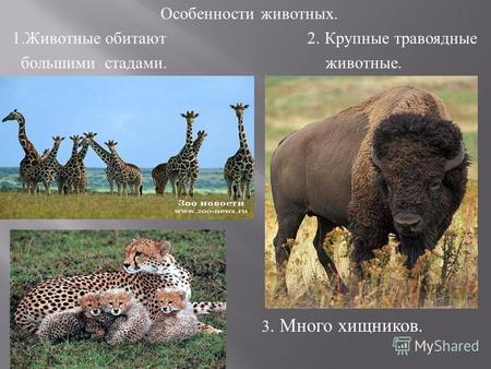 Особенности животных. 1.Животные обитают 2. Крупные травоядные большими стадами. животные. 3. Много хищников.