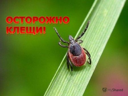 Зоны распространения энцефалитных клещей встречаются в России, на Украине, в Белоруссии, Прибалтике, во многих областях Казахстана. Родина клещей –