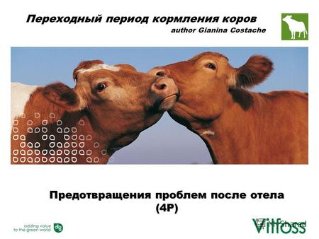 Предотвращения проблем после отела (4P) Переходный период кормления коров author Gianina Costache.