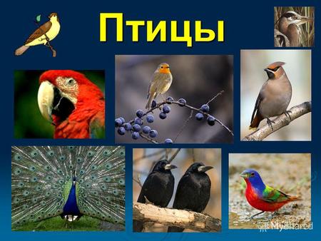 Птицы 1. Птицы - сухопутные животные, приспособленные к полёту.