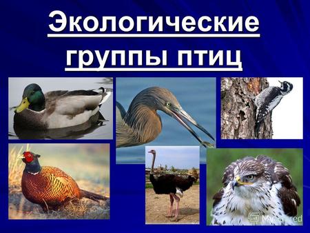 Экологические группы птиц. 1. Бескилевые птицы (страусы, эму, нанду, казуары, киви) киви казуар нанду эму Африканский страус.