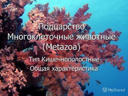 Подцарство Многоклеточные животные (Metazoa) Тип Кишечнополостные Общая характеристика.