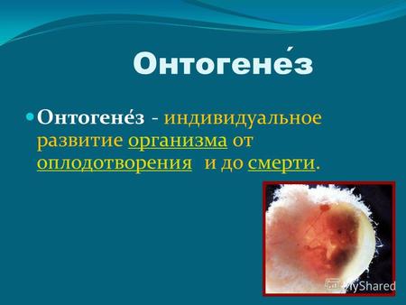 Онтогенез Онтогене́з - индивидуальное развитие организма от оплодотворения и до смерти.организма оплодотворениясмерти.