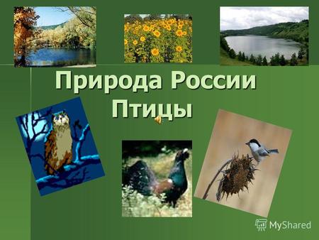 Природа России Птицы Природа России Птицы Произошли птицы более 150 млн.лет назад от предков динозавров. Сильно изменяясь, они приобретали разнообразные.