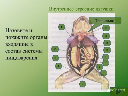 Внутреннее строение лягушки Назовите и покажите органы входящие в состав системы пищеварения 9 8 7 6 4 3 5 2 10 1 11 13 12 Правильно!