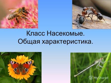Класс Насекомые. Общая характеристика.. Насечки на брюшке – название Насекомые Более 1 миллиона видов. Энтомология - наука, изучающая насекомых.