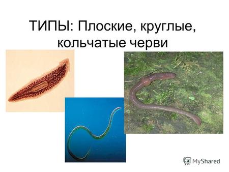 ТИПЫ: Плоские, круглые, кольчатые черви. Тип Плоские черви КЛАССЫ трехслойные с двусторонней Симметрией 12500 видов РЕСНИЧНЫЕ тело покрыто ресничками.