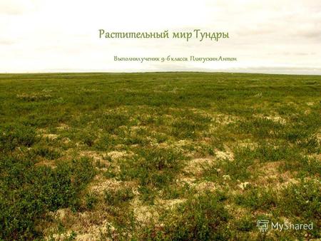 Растительный мир Тундры Выполнил ученик 9-б класса Плигускин Антон.