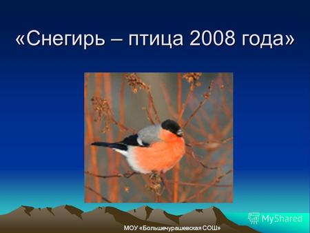«Снегирь – птица 2008 года» МОУ «Большечурашевская СОШ»