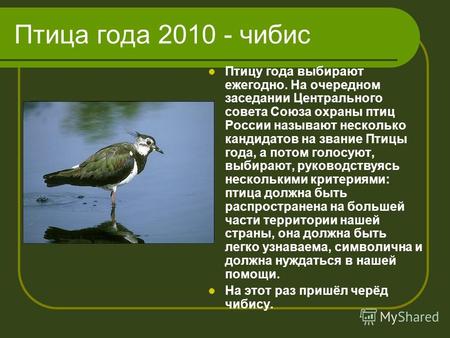 Птица года 2010 - чибис Птицу года выбирают ежегодно. На очередном заседании Центрального совета Союза охраны птиц России называют несколько кандидатов.