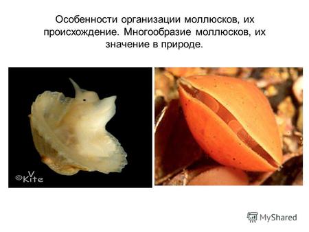 Особенности организации моллюсков, их происхождение. Многообразие моллюсков, их значение в природе.