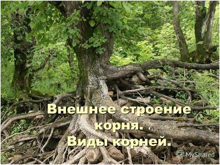 Внешнее строение корня. Виды корней.. Содержание. Значение корня в жизни растения. Корень как основной вегетативный орган растения. Значение корня в жизни.
