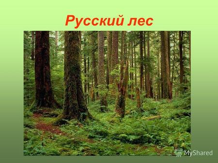 Русский лес. Лес – это источник энергии, лес – это кислород, ягоды, орехи, грибы. Без леса нет жизни на Земле. Надо хорошо знать лес, и охранять его.