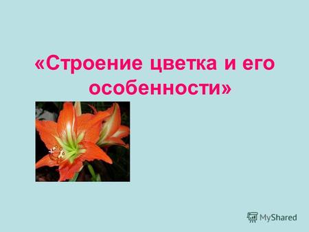 «Строение цветка и его особенности». Цветок Цветок представляет собой видоизменённый укороченный побег. Это генеративный орган, т.е. орган полового размножения.