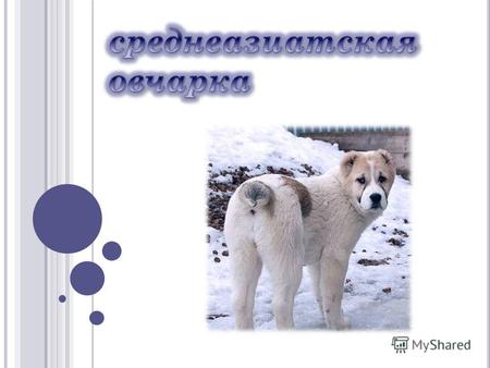 Алабай или среднеазиатская овчарка (Туркменский волкодав). Некоторые называют эту собаку среднеазиатским волкодавом, азиатом, алабаем - древняя порода.