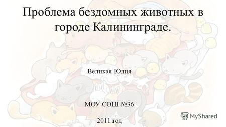 Проблема бездомных животных в городе Калининграде. Великая Юлия МОУ СОШ 36 2011 год.