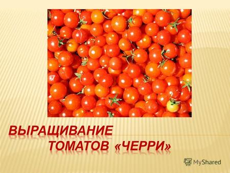Цель работы: Научиться выращивать помидоры замоченными и сухими семенами Наблюдать за появлением всходов Получить более широкие знания о томатах.