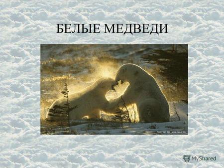 БЕЛЫЕ МЕДВЕДИ. Самых больших белых медведей встречали в Беринговом море, самых мелких видели на Шпицбергене. Место обитания приполярные области на Северном.