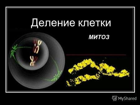 Деление клетки МИТОЗ. Типы деления клеток половыхсоматических Типы деления клеток Митоз От греч. «митос»- нить Мейоз От греч. «мейоз»- уменьшение.
