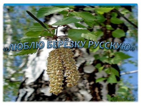 Воспитывать любовь к родному краю; показать значение березы, дерево- символ русского народа; продолжать знакомить с деревом, ставшим символом России;