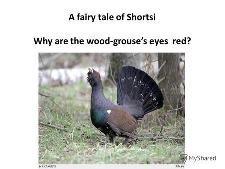 A fairy tale of Shortsi Why are the wood-grouses eyes red?