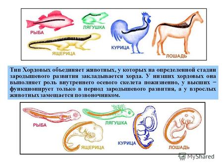Тип Хордовых объединяет животных, у которых на определенной стадии зародышевого развития закладывается хорда. У низших хордовых она выполняет роль внутреннего.