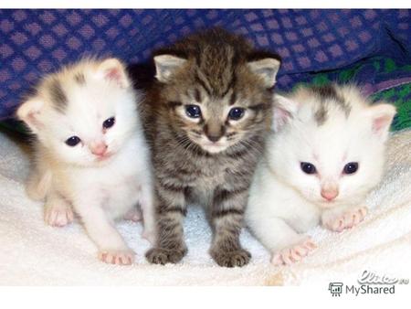 Коты Котов много: маленькие, большие, толстые, худые! И все они с разным характером!