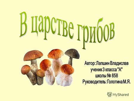 Строение гриба Шляпка Ножка Грибница Грибы нашего леса В нашей стране встречается около 300 видов съедобных грибов.