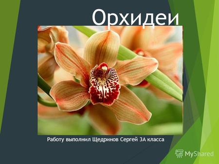 Орхидеи Работу выполнил Щедринов Сергей 3А класса.