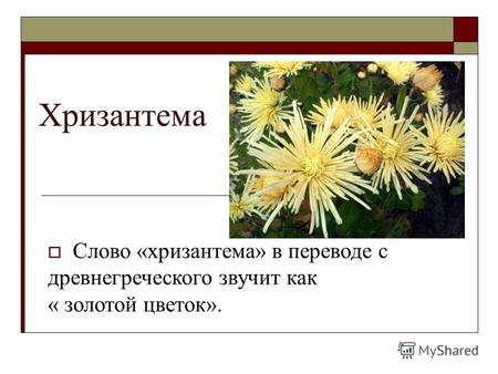 Хризантема Слово «хризантема» в переводе с древнегреческого звучит как « золотой цветок».