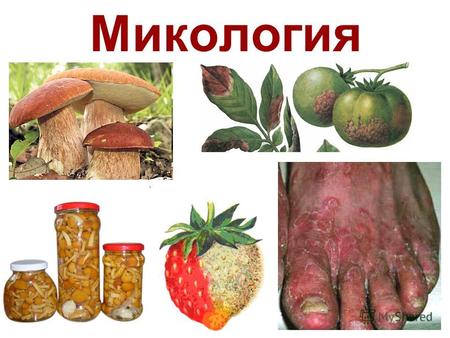 Микология В мире описано от 100 до 250 тыс. видов грибов и грибоподобных организмов (5% от всех существующих). В Беларуси известно 2,2 тыс. видов грибов.