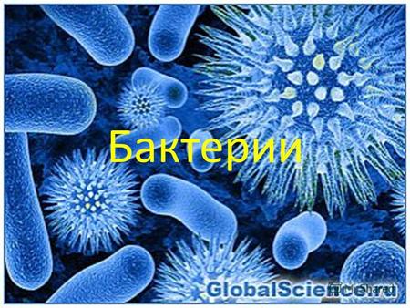 Бактерии Бактерии мельчайшие клеточные организмы, меньше их только вирусы. Обычная бактерия в 10 раз меньше клетки человека, составляя 0.5-5.0 микрометров.