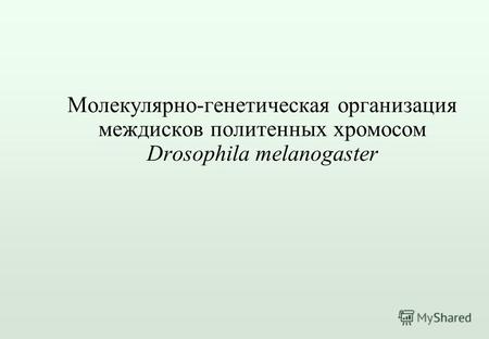 Молекулярно-генетическая организация междисков политенных хромосом Drosophila melanogaster.