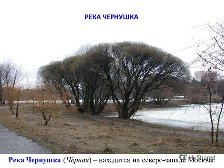 Река Чернушка (Чёрная) – находится на северо-западе Москвы. РЕКА ЧЕРНУШКА.