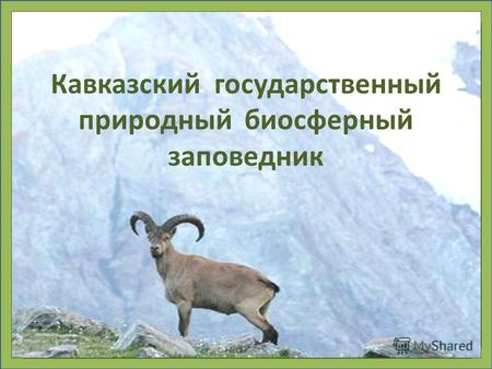 Кавказский государственный природный биосферный заповедник.