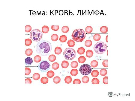 Тема: КРОВЬ. ЛИМФА.. Кровь и лимфа развиваются в эмбриональном периоде из мезенхимы и далее – из полипотентных стволовых клеток крови (СКК). Лимфа обеспечивает.