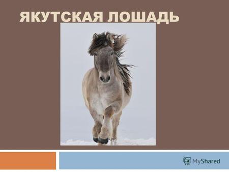 ЯКУТСКАЯ ЛОШАДЬ. Якутская лошадь ( по якутски сылгы или саха ата ) аборигенная порода лошади, распространённая в Якутии. Порода выведена народной селекцией.