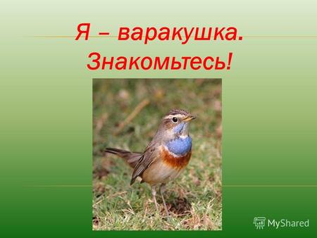 Я – варакушка. Знакомьтесь!. Птицей 2012 года избрана таинственная и прекрасная варакушка – птица из семейства дроздовых, близкая родственница соловья.