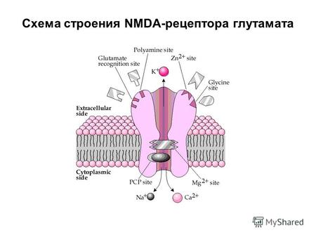 Схема строения NMDA-рецептора глутамата. Механизм работы NMDA-рецептора (основа кратковременной памяти)