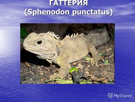 ГАТТЕРИЯ (Sphenodon punctatus). Внешнее строение. Внешне очень напоминает ящерицу с массивным телом, большой головой и пятипалыми конечностями. Внешне.
