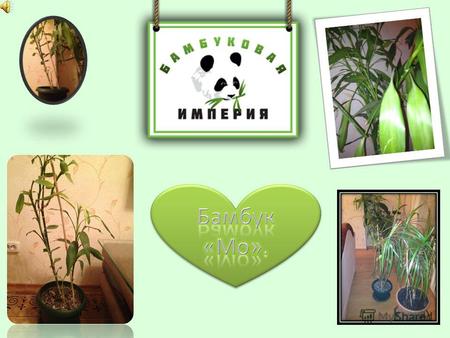 Бамбук универсальное растение: его используют в пищу, применяют в качестве строительного материала, делают из него различные предметы обихода, музыкальные.