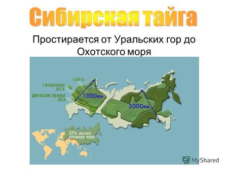 Простирается от Уральских гор до Охотского моря. Сибирская тайга отличается сильными перепадами температур. Такой разницы между самой высокой и низкой.