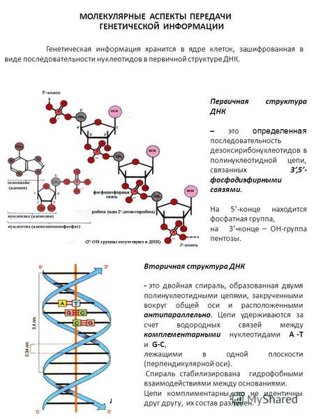 МОЛЕКУЛЯРНЫЕ АСПЕКТЫ ПЕРЕДАЧИ ГЕНЕТИЧЕСКОЙ ИНФОРМАЦИИ Первичная структура ДНК – это определенная последовательность дезоксирибонуклеотидов в полинуклеотидной.
