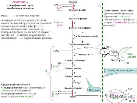 ГЛИКОЛИЗ – специфический путь катаболизма глюкозы Роль :– обеспечение энергией! -некоторые метаболиты используются для синтеза соединений других классов.