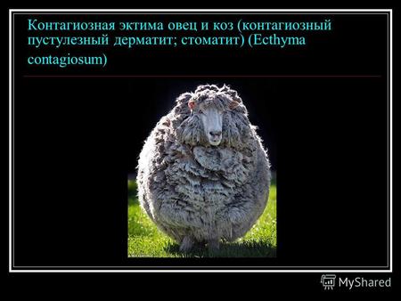 Контагиозная эктима овец и коз (контагиозный пустулезный дерматит; стоматит) (Ecthyma contagiosum)
