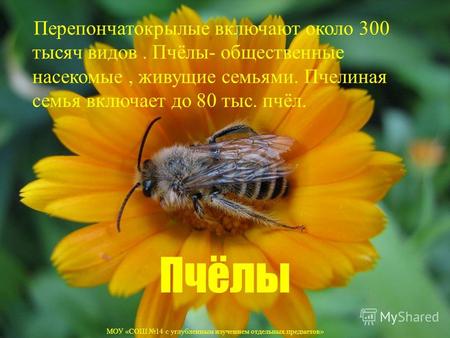 Пчёлы Перепончатокрылые включают около 300 тысяч видов. Пчёлы- общественные насекомые, живущие семьями. Пчелиная семья включает до 80 тыс. пчёл. МОУ «СОШ.
