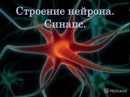 Строение нейрона. Синапс.. Что такое нейрон? Нейрон это структурно- функциональная единица нервной системы. Эта клетка имеет сложное строение, высоко.