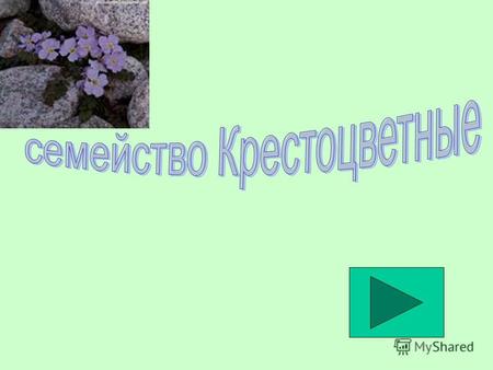 Формула цветка у растений семейства Крестоцветные: а) Ч (5) Л (5) Т 5 П 1 б) Ч (5) Л 5 Т (9) П 1 в) Ч 2+2 Л 4 Т 2+4 П 1 г) Ч 5 Л 5 Т мн П 1.