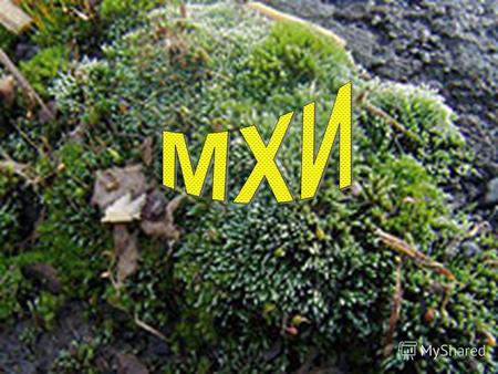 МХИ (моховидные, бриофиты), отдел высших растений. Преимущественно многолетние растения, характеризующиеся групповыми формами роста (дерновинки, куртинки,