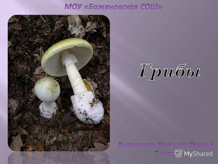 Царство грибов - одна из самых больших и процветающих групп организмов. К нему относятся около 100 000 известных видов. Грибы занимают особое положение.